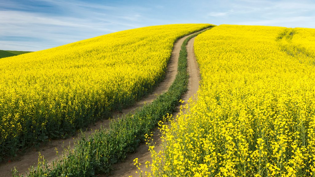 Field of Canola, Palouse, Washington - desktop wallpaper