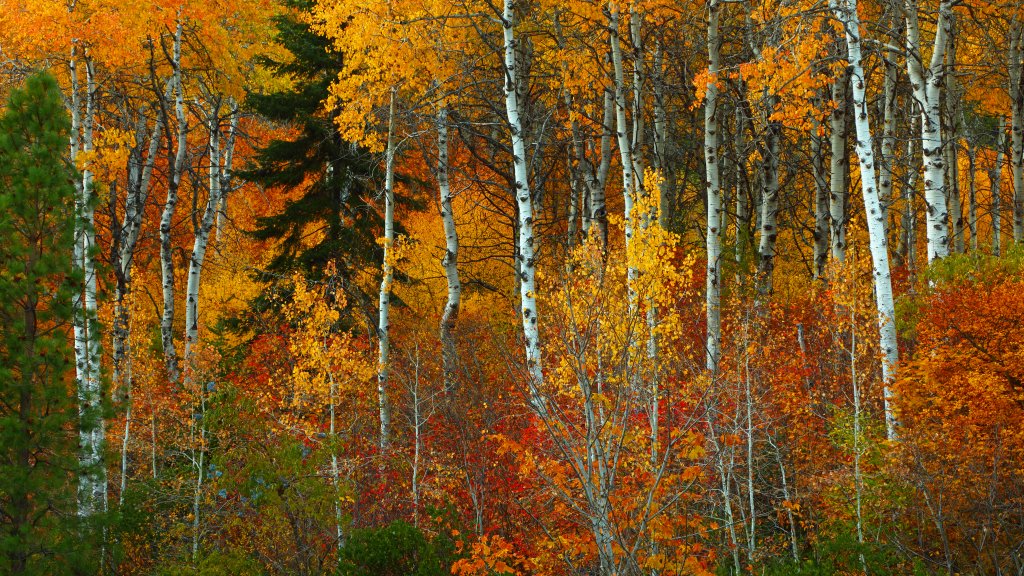 Wenachee National Forest of the Cascade Mountians, WA - desktop wallpaper