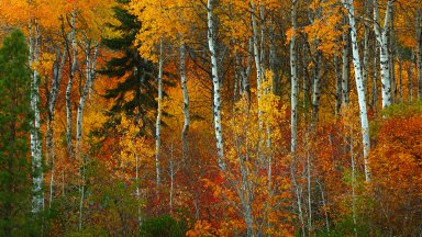 Wenachee National Forest of the Cascade Mountians, WA - desktop wallpaper