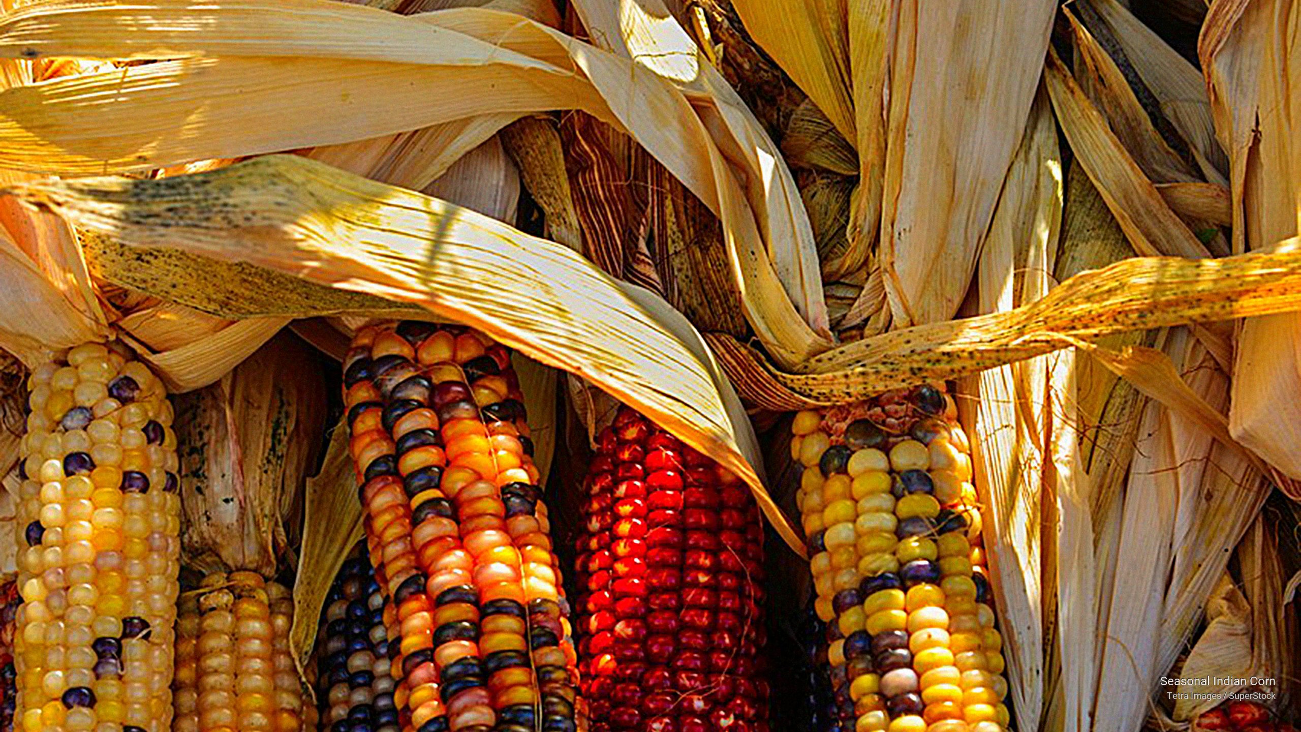 Webshots - Desktop Wallpaper and Screen Savers