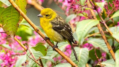 Flame-colored Tanager, Cordillera de Talamanca, Costa Rica - desktop wallpaper