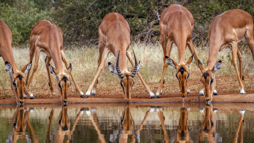 Common Impala, Kruger National park, South Africa - desktop wallpaper