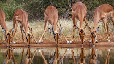 Common Impala, Kruger National park, South Africa - desktop wallpaper