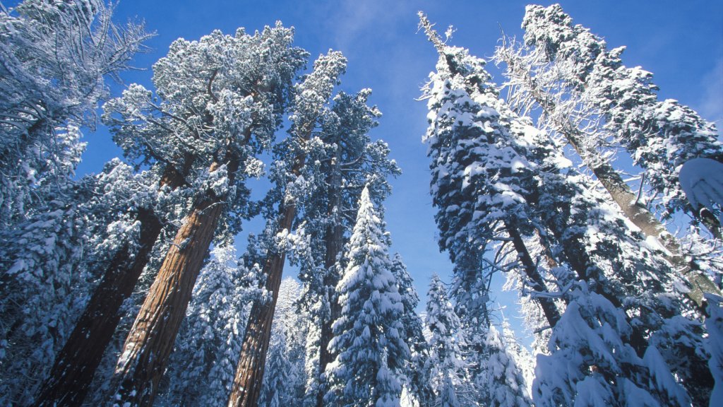 Redwoods Covered in Snow, Sequoia National Park, CA - desktop wallpaper