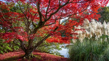 Sheffield Park Gardens, Sussex, UK - desktop wallpaper