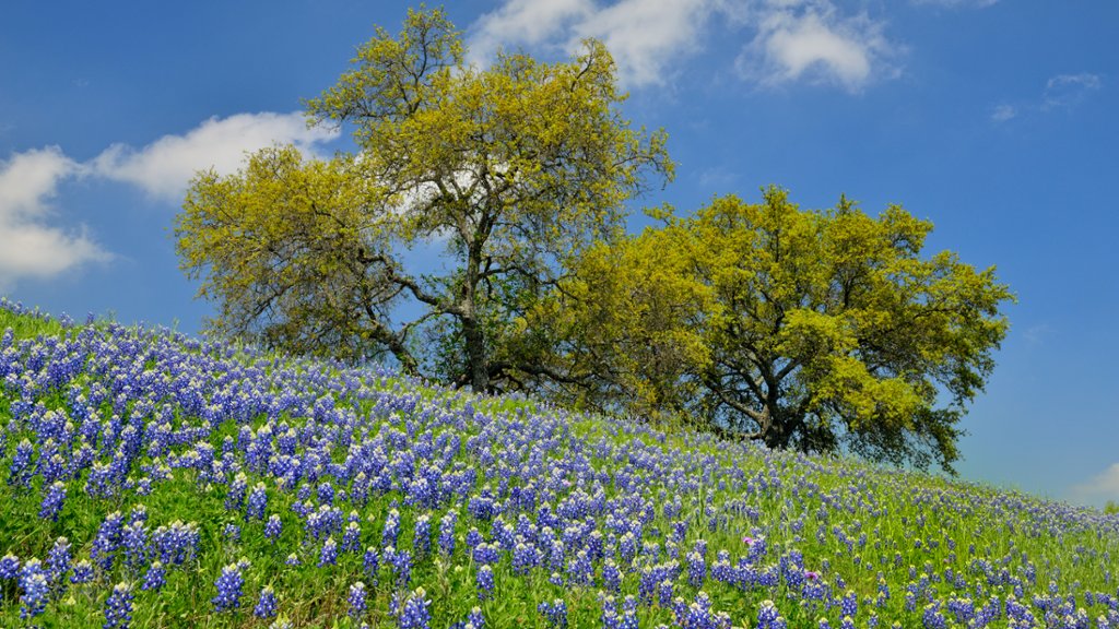 Bluebonnets, Marble Falls, Texas - desktop wallpaper