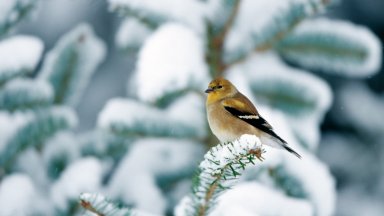 American Goldfinch in Fir tree, Marion, IL - desktop wallpaper