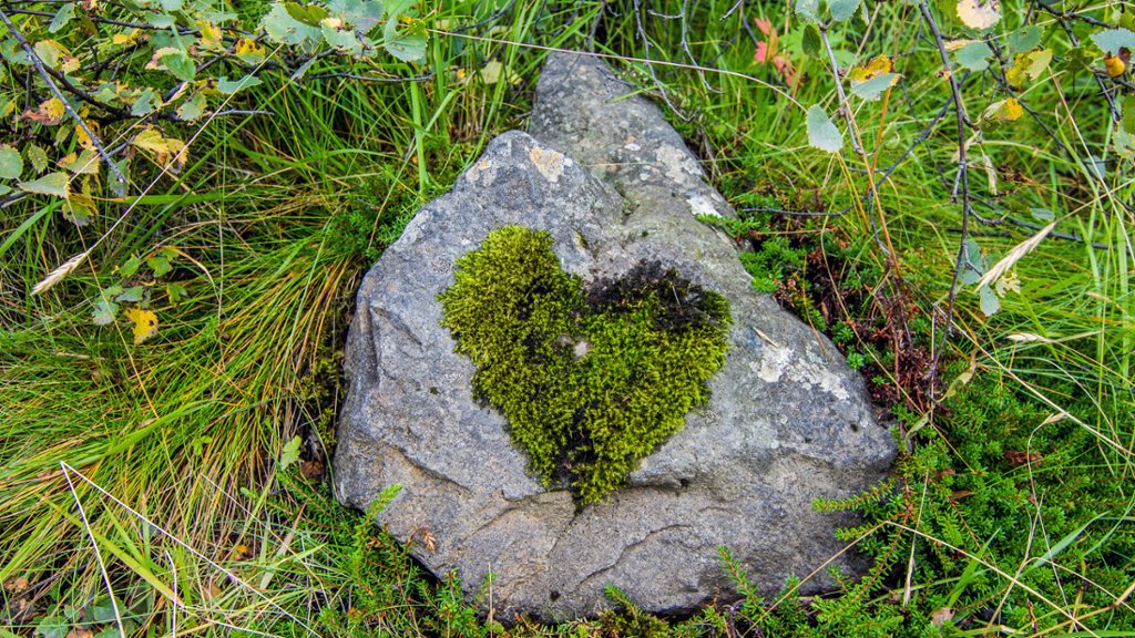 Moss Grown in the Shape of a Heart, Iceland - desktop wallpaper