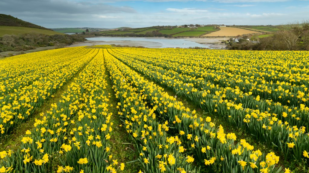 Field of Daffodils, Cornwall, England - desktop wallpaper