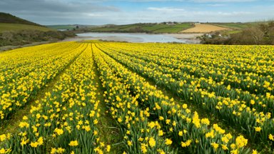 Field of Daffodils, Cornwall, England - desktop wallpaper