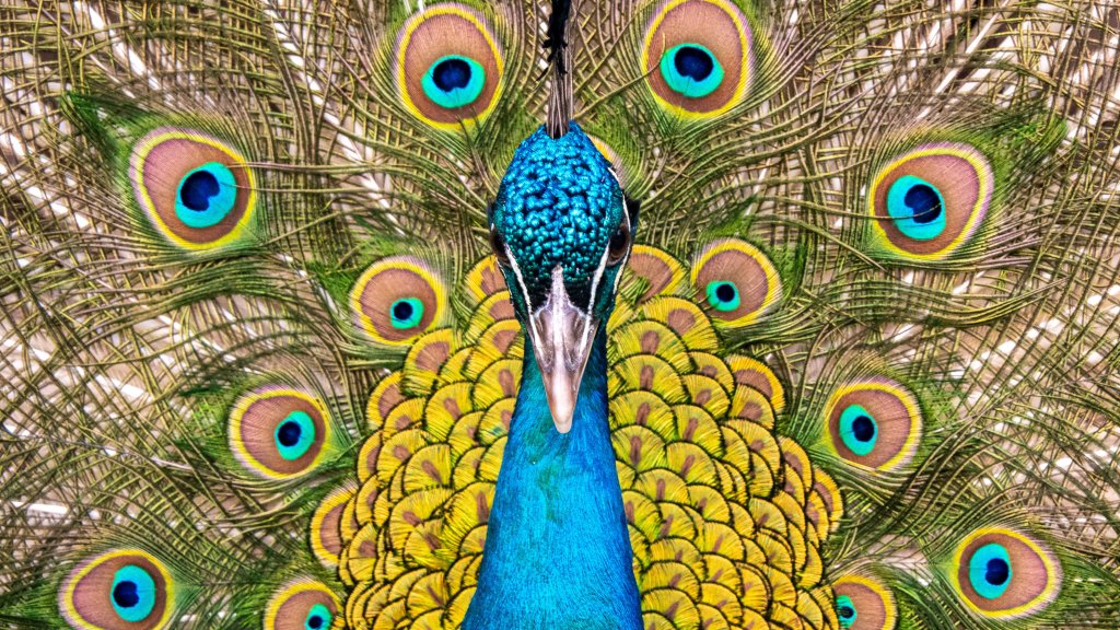 Peacock - desktop wallpaper