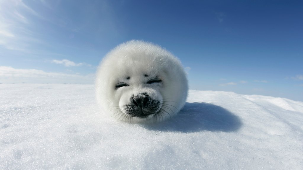 Harp Seal Pup, Greenland - desktop wallpaper