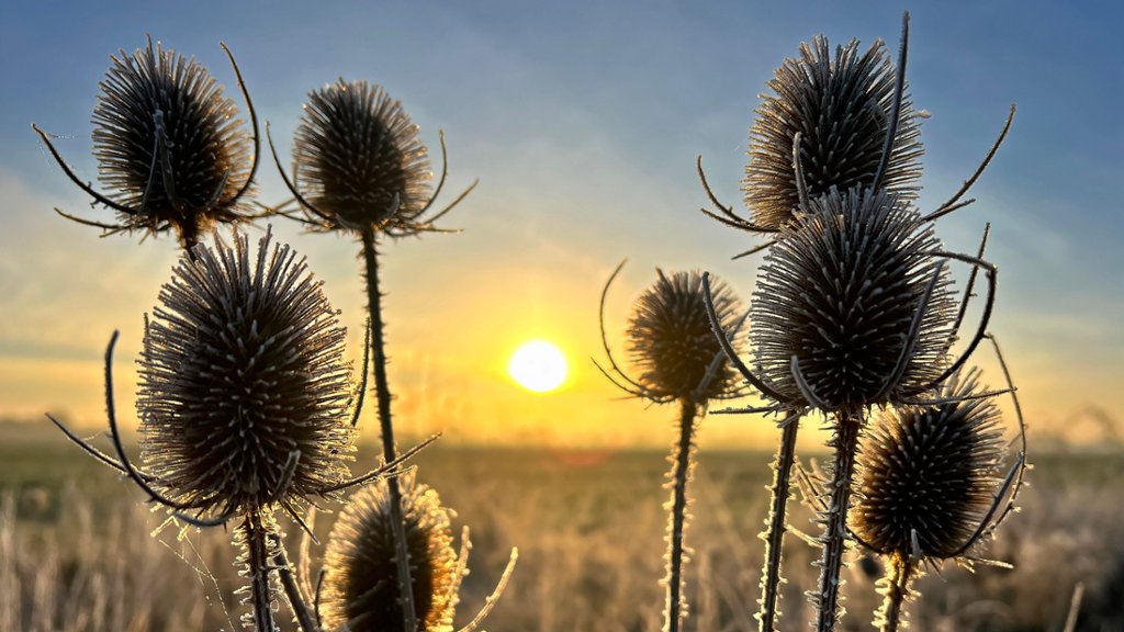 Wild Teasel Seed Stand, Germany - desktop wallpaper
