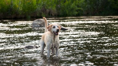 Yellow Lab Standing in a Creek - desktop wallpaper