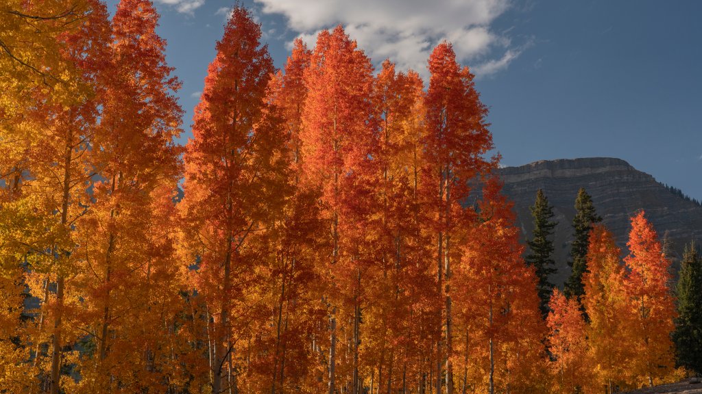 Aspen Grove, San Juan National Forest, CO - desktop wallpaper