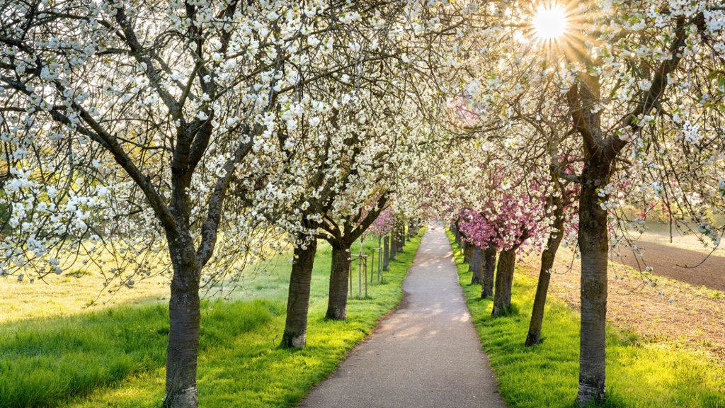 White Cherry Trees, Rhine-Neckar Region, Germany - desktop wallpaper