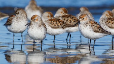 Western Sandpipers in Spring Migration - desktop wallpaper
