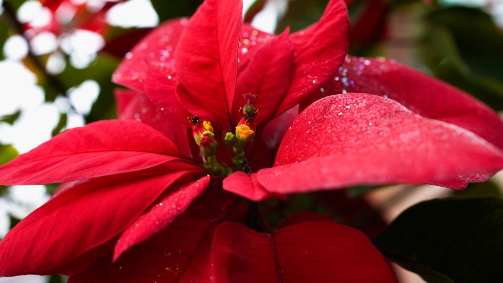 Detail of a Poinsettia Plant - desktop wallpaper