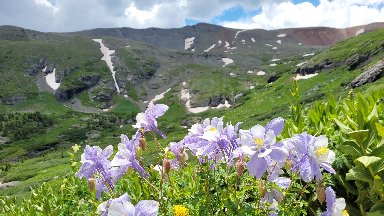 Columbines, San Juan National Forest, CO - desktop wallpaper