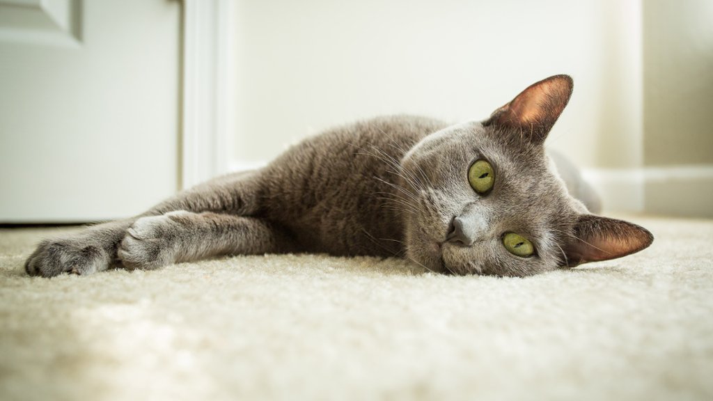 Russian Blue Cat - desktop wallpaper
