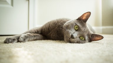 Russian Blue Cat - desktop wallpaper