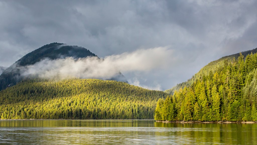 Forest Near Juneau, Alaska - desktop wallpaper