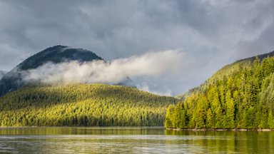 Forest Near Juneau, Alaska - desktop wallpaper
