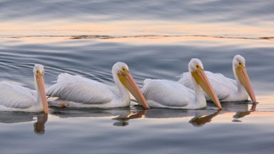 American White Pelicans, Bodega Bay, CA - desktop wallpaper