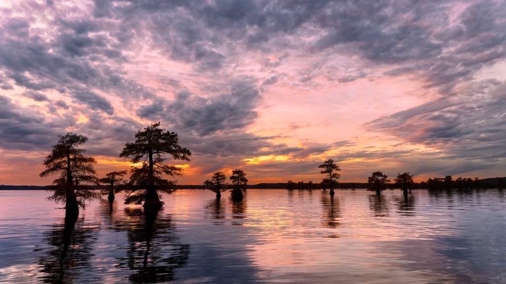 Bald Cypress Trees, Caddo Lake - desktop wallpaper