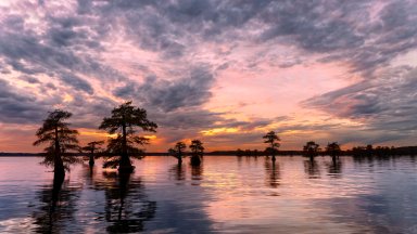 Bald Cypress Trees, Caddo Lake - desktop wallpaper