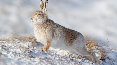 Mountain Hare, Scotland - desktop wallpaper
