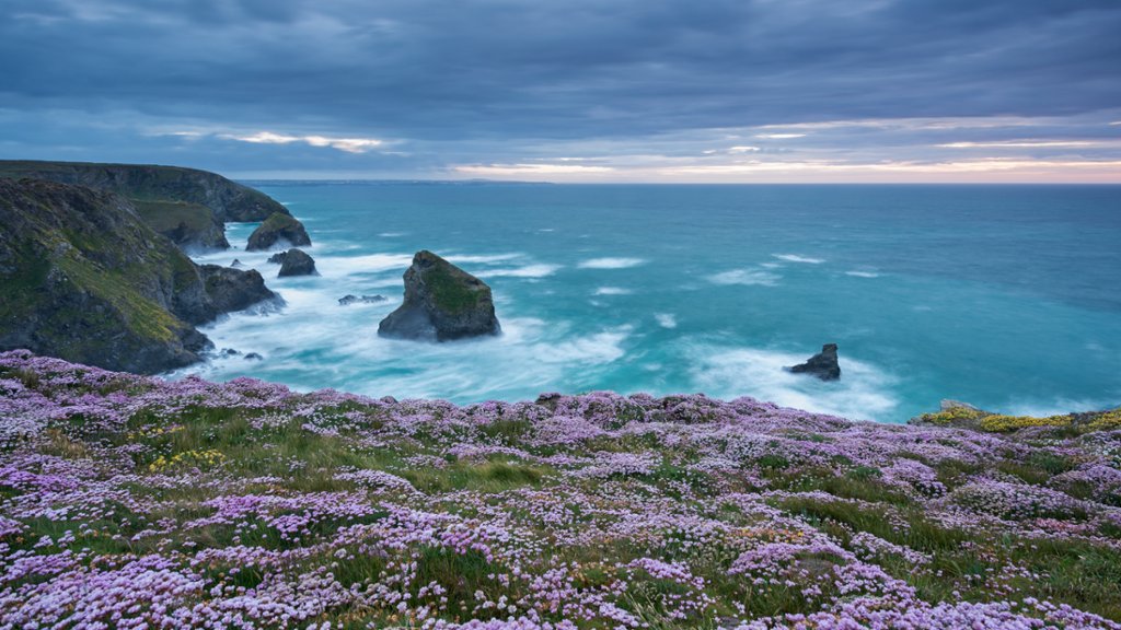 Pink Thrift Wildflowers, Bedruthan Steps, UK - desktop wallpaper