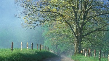 Misty Morning, Cades Cove, Great Smoky Mountains NP, TN - desktop wallpaper
