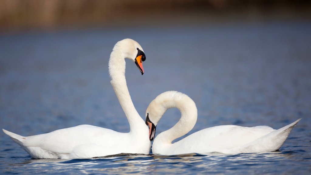 Mute Swans, Cornwall, UK - desktop wallpaper