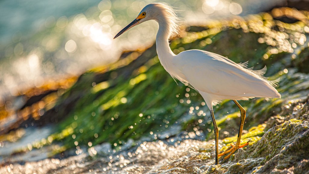 Cattle Egret, Dominican Republic - desktop wallpaper