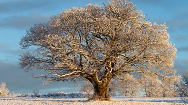 Chestnut Tree, France - desktop wallpaper