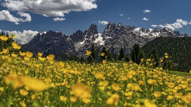 UNESCO Site, Buttercups, Fanes-Sennes-Braies NP, Dolomites, Italy - desktop wallpaper