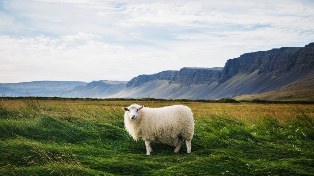 Sheep, Rauoasandur Beach, Iceland - desktop wallpaper