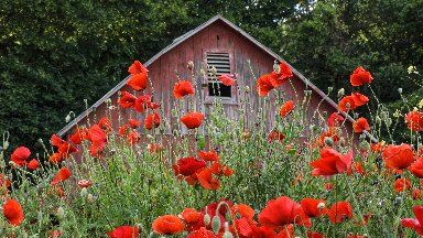 Poppies, Palouse, WA - desktop wallpaper