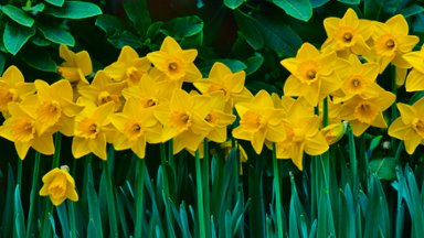 Yellow Daffodils, Butchart Gardens, Canada - desktop wallpaper