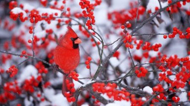 Northern Cardinal on Common Winterberry, Marion, IL - desktop wallpaper