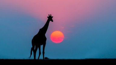 Giraffe at Sunset, Chobe National Park, Botswana - desktop wallpaper