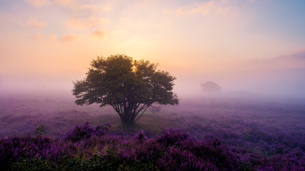 Heather Fields, Zuiderheide, Veluwe, Netherlands - desktop wallpaper