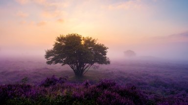 Heather Fields, Zuiderheide, Veluwe, Netherlands - desktop wallpaper