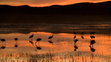 Sandhill Cranes, Bosque del Apache National Wildlife Refuge, NM - desktop wallpaper