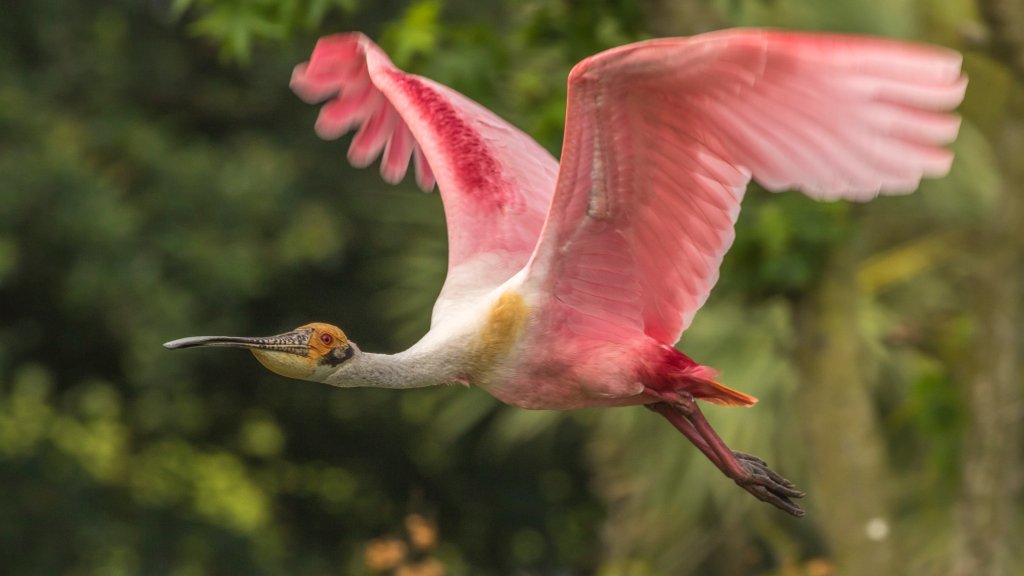 Roseate Spoonbill, Jefferson Island, Louisiana - desktop wallpaper