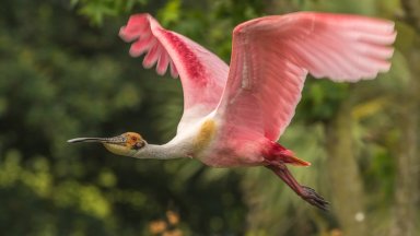 Roseate Spoonbill, Jefferson Island, Louisiana - desktop wallpaper
