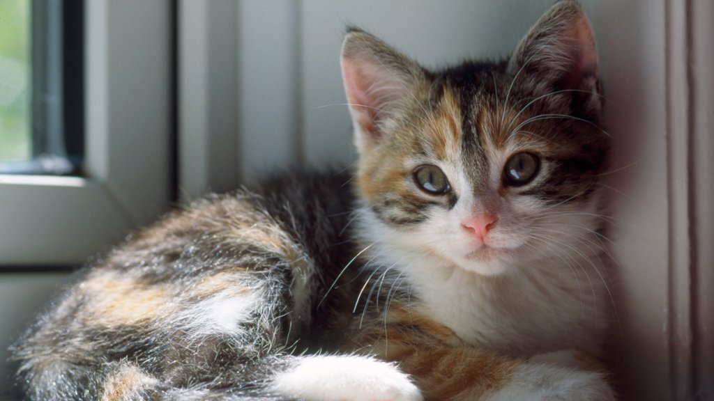 Kitten in a Window - desktop wallpaper