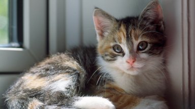 Kitten in a Window - desktop wallpaper