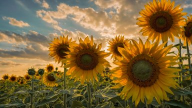 Sunflowers, Arles, France - desktop wallpaper